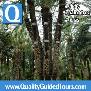 Imperial palm tree at priest garden, Elche, Elche "Palm tree groove"